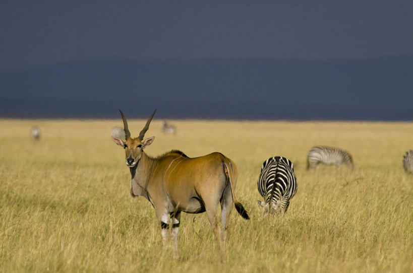 无人,公园,站,横图,室外,白天,侧面,旅游,度假,草地,草坪,美景,植物,斑马,马,野生动物,羊,非洲,肯尼亚,一群,许多,阴影,光线,羚羊,影子,景观,很多,扭头,注视,娱乐,草,蓝色,绿色,蓝天,天空,阳光,自然,动物,天,观察,看,站着,转头,享受,休闲,景色,放松,可爱,活泼,晴朗,观看,察看,国家公园,关注,自然风光,万里无云,阿非利加洲,肯尼亚共和国,马赛马拉国家公园,非洲大羚羊,晴空,晴空万里,站立,彩图,全身,巨羚,伊兰羚羊,马赛马拉,马赛马拉国家保护区,马赛马拉国家野生动物保护区