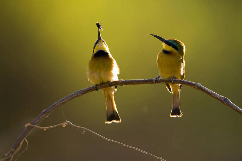 无人,站,横图,室外,白天,仰视,美景,植物,蜂鸟,鸟,非洲,肯尼亚,阴影,朦胧,模糊,光线,鸟类,影子,景观,枝条,注视,树,树木,树枝,绿色,阳光,自然,观察,看,站着,两只,景色,生长,成长,观看,察看,关注,自然风光,阿非利加洲,蜂虎,肯尼亚共和国,虬枝,枝杈,白喉蜂虎,抬头,仰头,站立,彩图,低角度拍摄,全身,桑布鲁,桑布鲁野生动物保护区,桑布鲁自然保护区