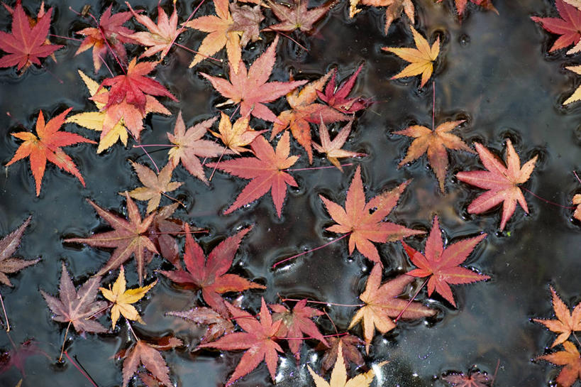 无人,横图,俯视,室外,特写,白天,旅游,度假,名胜古迹,秋季,标志建筑,地标,建筑,叶子,京都,日本,亚洲,遗迹,池塘,水池,枫叶,枯叶,落叶,古迹,文物,娱乐,建设,古建筑,黄色,红色,倒影,享受,休闲,旅游胜地,放松,京都府,枫树叶,倒映,古文明,东亚,本州,本州岛,日本国,近畿地方,近畿,反照,慈照寺,银阁寺,叶,叶片,秋,秋天,彩图,高角度拍摄