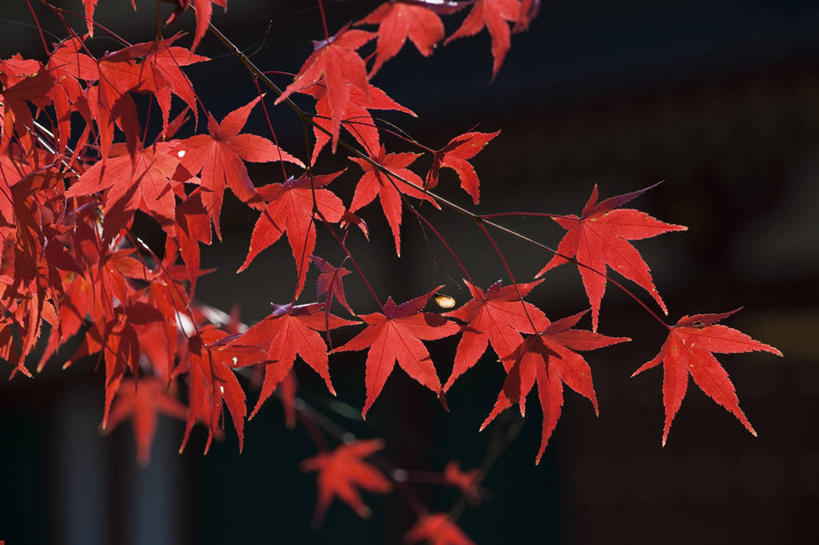 无人,横图,室外,特写,白天,正面,旅游,度假,名胜古迹,秋季,植物,标志建筑,地标,建筑,叶子,奈良县,日本,亚洲,阴影,遗迹,光线,影子,枫叶,枯叶,落叶,枝条,古迹,文物,娱乐,建设,古建筑,树,树木,树枝,黄色,红色,绿色,阳光,自然,享受,休闲,旅游胜地,放松,生长,成长,枫树叶,古文明,东亚,本州,本州岛,日本国,近畿地方,奈良,近畿,虬枝,枝杈,西京寺,药师寺,叶,叶片,秋,秋天,彩图