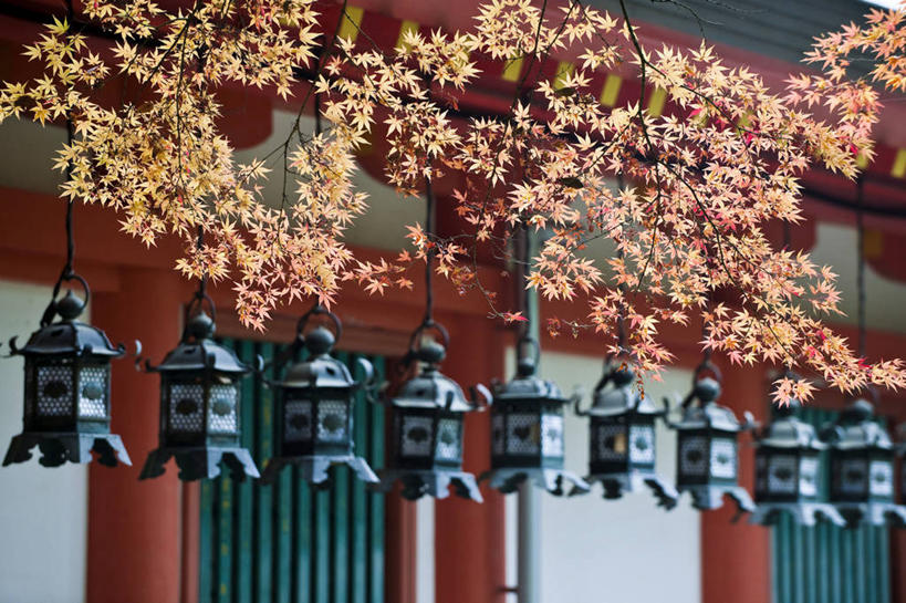 无人,家,横图,室外,白天,正面,旅游,度假,美景,植物,照明,奈良县,日本,亚洲,一排,整齐,并列,并排,灯笼,纸灯笼,房屋,屋子,景观,枝条,娱乐,楼房,住宅,树,树木,树枝,排列,绿色,自然,灯具,享受,休闲,景色,放松,生长,成长,照亮,照明设备,队列,自然风光,平行,东亚,本州,本州岛,日本国,近畿地方,奈良,近畿,奈良公园,县厅,虬枝,枝杈,奈良市,彩图,房子