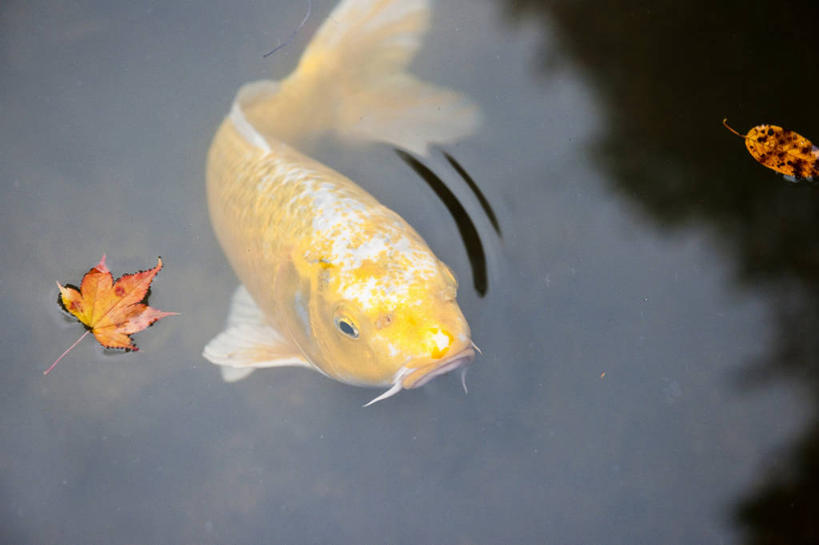 游泳,无人,横图,俯视,室外,特写,白天,秋季,鲤鱼,叶子,京都,日本,亚洲,一条,朦胧,模糊,鱼,池塘,水池,枫叶,枯叶,落叶,注视,水产,鱼类,黄色,红色,倒影,观察,看,京都府,观看,枫树叶,察看,倒映,关注,水生动物,水生物,东亚,本州,本州岛,日本国,近畿地方,近畿,泅水,反照,拍浮,南禅寺,叶,叶片,秋,秋天,鲤子,鲤拐子,半身,彩图,高角度拍摄,淡水生物,河鲜