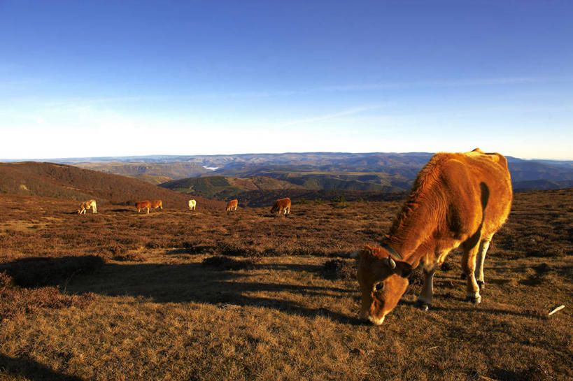 无人,公园,站,横图,室外,白天,正面,旅游,度假,草地,草坪,美景,山,山脉,植物,牛,法国,欧洲,一群,许多,阴影,光线,影子,景观,山峰,山峦,很多,娱乐,草,树,树木,蓝色,绿色,蓝天,天空,阳光,自然,动物,群山,天,站着,享受,休闲,家畜,景色,放松,牲畜,生长,晴朗,成长,国家公园,西欧,法兰西,自然风光,万里无云,法兰西共和国,法兰西第五共和国,加尔省,朗格多克.鲁西永,朗格多克.鲁西永大区,塞文山脉,塞文山国家公园,晴空,晴空万里,站立,彩图,全身