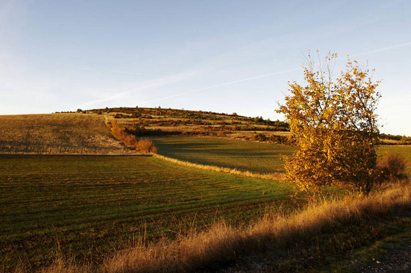 无人,农田,横图,室外,白天,正面,旅游,度假,庄稼,农作物,草地,草坪,美景,秋季,植物,叶子,法国,欧洲,阴影,光线,影子,景观,枯叶,落叶,娱乐,草,树,树木,蓝色,绿色,蓝天,天空,阳光,自然,天,享受,休闲,景色,放松,生长,晴朗,成长,西欧,法兰西,自然风光,万里无云,法兰西共和国,法兰西第五共和国,南部.比利牛斯,阿韦龙省,南部.比利牛斯大区,叶,叶片,晴空,晴空万里,秋,秋天,彩图,耕地,庄稼田,米约区,圣昂德雷德韦齐内