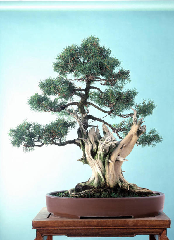 无人,竖图,室内,特写,白天,正面,植物,餐具,花盆,蓝色背景,碟子,盘,盆栽,陶瓷,盆景,陶瓷制品,树,树木,绿色,自然,盘子,容器,碟,摄影,影棚,生长,成长,储藏,储存,摄影棚,盆景树,盆栽树,彩图,影棚拍摄,拍摄,贮存