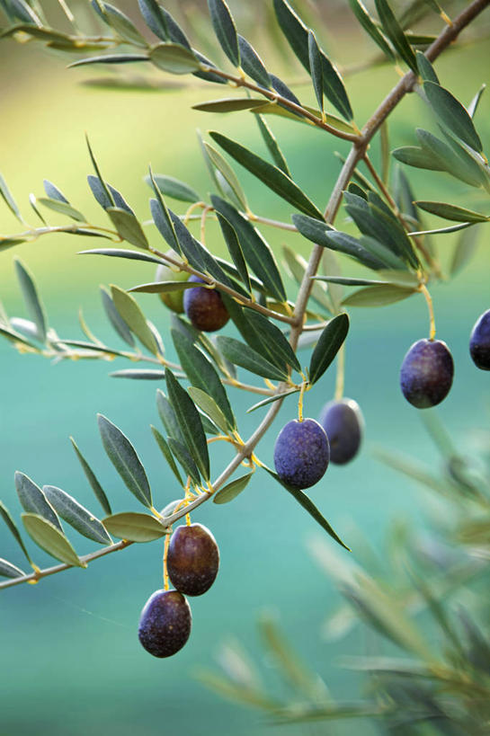 无人,竖图,室外,特写,白天,正面,美景,橄榄,水果,叶子,法国,欧洲,许多,吊挂,悬挂,阴影,朦胧,模糊,新鲜,光线,影子,景观,生食,食品,果实,绿叶,枝条,很多,挂,树枝,食物,绿色,紫色,阳光,自然,嫩叶,景色,有机食品,绿色食品,西欧,沃克吕兹省,法兰西,自然风光,法兰西共和国,法兰西第五共和国,橄榄树,齐墩果,油橄榄,虬枝,枝杈,普罗旺斯.阿尔卑斯.蓝色海岸,普罗旺斯.阿尔卑斯.蓝色海岸大区,叶,叶片,青果,白榄,彩图,阿普特区,卢尔马兰