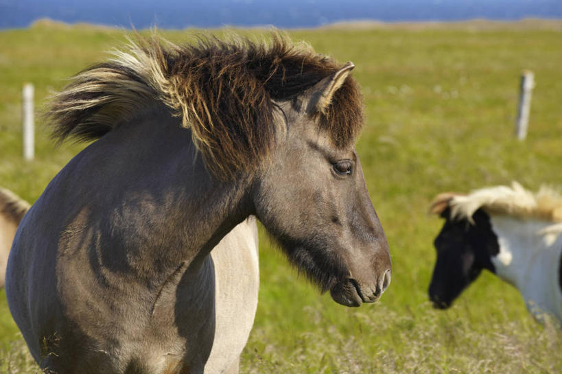 无人,站,横图,室外,白天,正面,旅游,度假,草地,草坪,美景,植物,马,野生动物,欧洲,冰岛,阴影,光线,影子,景观,扭头,注视,娱乐,草,蓝色,绿色,蓝天,天空,阳光,自然,动物,天,观察,看,站着,转头,享受,休闲,景色,放松,运输,牲畜,晴朗,观看,察看,两匹,关注,自然风光,北欧,万里无云,冰岛共和国,冰岛马,晴空,晴空万里,站立,半身,彩图