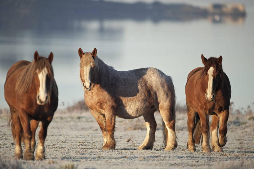 无人,站,横图,室外,白天,正面,旅游,度假,河流,美景,水,马,野生动物,法国,欧洲,阴影,光线,影子,河水,景观,泥土,水流,土壤,扭头,注视,娱乐,倒影,阳光,自然,动物,观察,看,站着,转头,享受,休闲,景色,放松,运输,牲畜,观看,察看,倒映,布列塔尼,西欧,关注,法兰西,自然风光,三匹,法兰西共和国,法兰西第五共和国,反照,布列塔尼地区,莫尔比昂省,站立,彩图,全身,瓦讷区,塞内