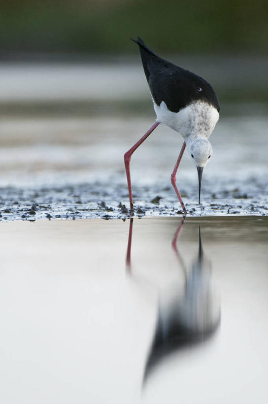无人,站,竖图,室外,白天,侧面,旅游,度假,河流,美景,水,鸟,法国,欧洲,阴影,波纹,朦胧,模糊,光线,反嘴鹬,鸟类,影子,河水,景观,水流,注视,娱乐,一只,倒影,水纹,阳光,自然,波浪,低头,观察,看,站着,享受,休闲,景色,放松,观看,察看,倒映,布列塔尼,西欧,关注,法兰西,自然风光,法兰西共和国,法兰西第五共和国,垂头,布列塔尼半岛,鸻,反照,黑翅长脚鹬,站立,彩图,全身,红腿娘子,反嘴鸻