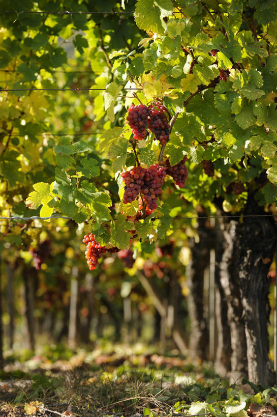 无人,果园,竖图,室外,白天,正面,旅游,度假,美景,田园,葡萄,水果,法国,欧洲,一排,吊挂,悬挂,阴影,新鲜,整齐,光线,影子,景观,生食,食品,果实,挂,娱乐,葡萄园,架子,食物,排列,阳光,自然,庄园,享受,休闲,景色,放松,有机食品,绿色食品,支撑,固定,阿尔萨斯,西欧,队列,法兰西,自然风光,葡萄架,法兰西共和国,法兰西第五共和国,阿尔萨斯大区,山葫芦,蒲桃,草龙珠,彩图,下莱茵省