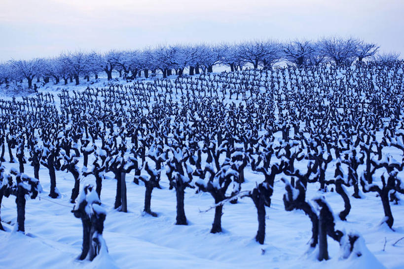 无人,果园,横图,俯视,室外,白天,旅游,度假,草地,草坪,美景,田园,雪,植物,大雪,法国,欧洲,一排,整齐,并列,并排,积雪,景观,雪景,冬季,冬天,娱乐,葡萄园,架子,草,树,树木,排列,绿色,自然,庄园,享受,休闲,景色,放松,寒冷,生长,成长,支撑,固定,西欧,沃克吕兹省,队列,法兰西,自然风光,平行,葡萄架,法兰西共和国,法兰西第五共和国,严寒,普罗旺斯.阿尔卑斯.蓝色海岸,普罗旺斯.阿尔卑斯.蓝色海岸大区,彩图,高角度拍摄,阿普特区,古尔
