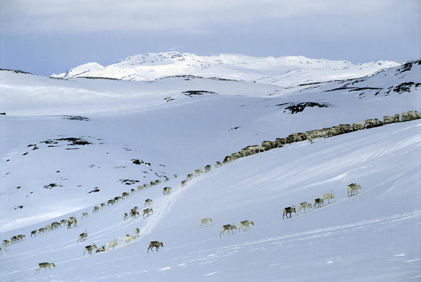 无人,站,横图,俯视,室外,白天,旅游,度假,幸福,美景,山,雪,雪山,大雪,哺乳动物,鹿,野生动物,挪威,欧洲,一排,许多,阴影,整齐,光线,影子,冰,积雪,景观,山峰,雪景,云,云朵,冬季,冬天,山峦,很多,云彩,注视,娱乐,排列,蓝色,白云,蓝天,天空,阳光,自然,动物,天,观察,看,站着,享受,休闲,景色,放松,寒冷,可爱,活泼,晴朗,观看,吉祥,察看,冰冷,斯堪的纳维亚,队列,关注,自然风光,北欧,斯堪的那维亚,斯堪的那维亚半岛,斯堪的纳维亚半岛,进取,角鹿,严寒,冰凉,酷寒,凛冽,凛凛,极冷,挪威王国,芬马克,芬马克郡,晴空,驯鹿,站立,半身,彩图,高角度拍摄
