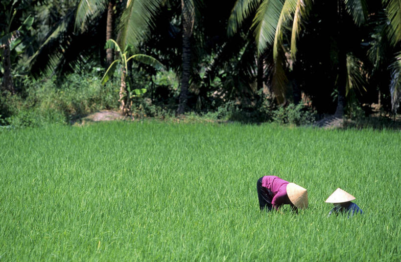 东方人,两个人,农民,农田,站,坐,横图,室外,白天,侧面,旅游,度假,庄稼,农作物,草地,草坪,美景,植物,帽子,越南,亚洲,两顶,弯腰,阴影,服装,光线,草帽,影子,景观,注视,休闲装,黄种人,娱乐,草,树,树木,衣服,绿色,阳光,自然,低头,观察,看,站着,享受,休闲,休闲服,景色,放松,服饰,东南亚,生长,成长,观看,察看,关注,自然风光,越南社会主义共和国,弯身,垂头,年轻女性,女人,女性,亚洲人,佃农,农场主,农夫,农工,乡下人,小农,庄稼人,站立,坐着,彩图,全身,耕地,庄稼田,九龙江平原,湄公河三角洲,下高棉