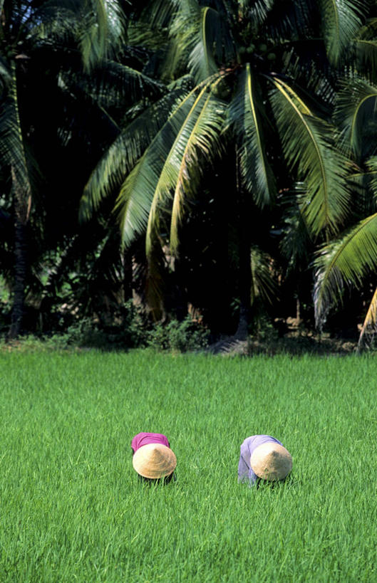 东方人,两个人,农民,农田,站,竖图,室外,白天,正面,旅游,度假,庄稼,农作物,草地,草坪,美景,植物,帽子,越南,亚洲,两顶,弯腰,阴影,服装,光线,草帽,影子,景观,注视,休闲装,黄种人,娱乐,草,树,树木,衣服,绿色,阳光,自然,低头,观察,看,站着,享受,休闲,休闲服,景色,放松,服饰,东南亚,生长,成长,观看,察看,关注,自然风光,越南社会主义共和国,弯身,垂头,年轻女性,女人,女性,亚洲人,佃农,农场主,农夫,农工,乡下人,小农,庄稼人,站立,彩图,全身,耕地,庄稼田,九龙江平原,湄公河三角洲,下高棉