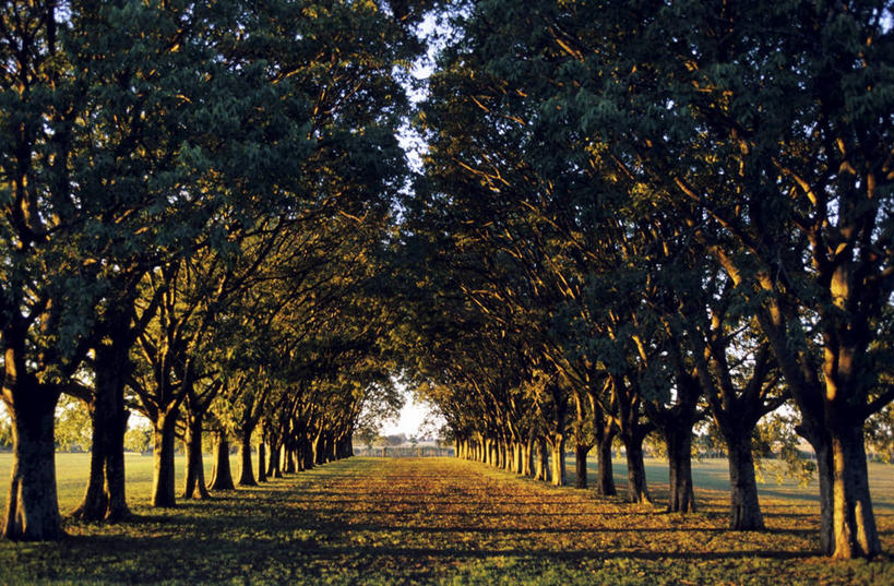 无人,横图,室外,白天,正面,消失点,旅游,度假,草地,草坪,美景,秋季,植物,叶子,阿根廷,一堆,一排,许多,阴影,堆叠,堆积,整齐,并列,并排,光线,影子,景观,枯叶,落叶,很多,娱乐,草,树,树木,排列,绿色,阳光,自然,享受,休闲,景色,南美,放松,生长,成长,堆,南美洲,拉丁美洲,队列,自然风光,美洲,平行,亚美利加洲,南亚美利加洲,阿根廷共和国,叶,叶片,秋,秋天,彩图,没影点,灭点,布宜诺斯艾利斯省