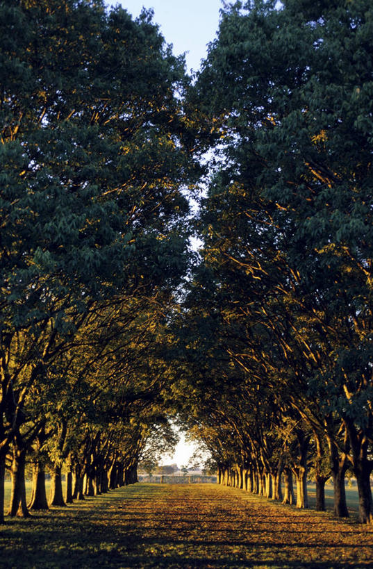 无人,竖图,室外,白天,正面,消失点,旅游,度假,草地,草坪,美景,秋季,植物,叶子,阿根廷,一堆,一排,许多,阴影,堆叠,堆积,整齐,并列,并排,光线,影子,景观,枯叶,落叶,很多,娱乐,草,树,树木,排列,绿色,阳光,自然,享受,休闲,景色,南美,放松,生长,成长,堆,南美洲,拉丁美洲,队列,自然风光,美洲,平行,亚美利加洲,南亚美利加洲,阿根廷共和国,叶,叶片,秋,秋天,彩图,没影点,灭点,布宜诺斯艾利斯省