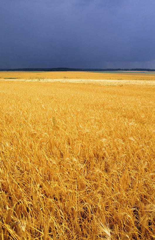 无人,农田,竖图,室外,白天,正面,旅游,度假,庄稼,农作物,小麦,美景,法国,欧洲,地平线,景观,乌云,云,阴天,云朵,辽阔,谷物,地面,麦田,云彩,娱乐,黄色,天空,自然,天,享受,休闲,广阔,景色,放松,麦子,一望无际,昏暗,阴沉,西欧,法兰西,自然风光,延伸,法兰西共和国,天地相交,法兰西第五共和国,无边无际,一马平川,皮卡第,皮卡第大区,埃纳省,彩图,耕地,庄稼田,费尔昂塔德努瓦