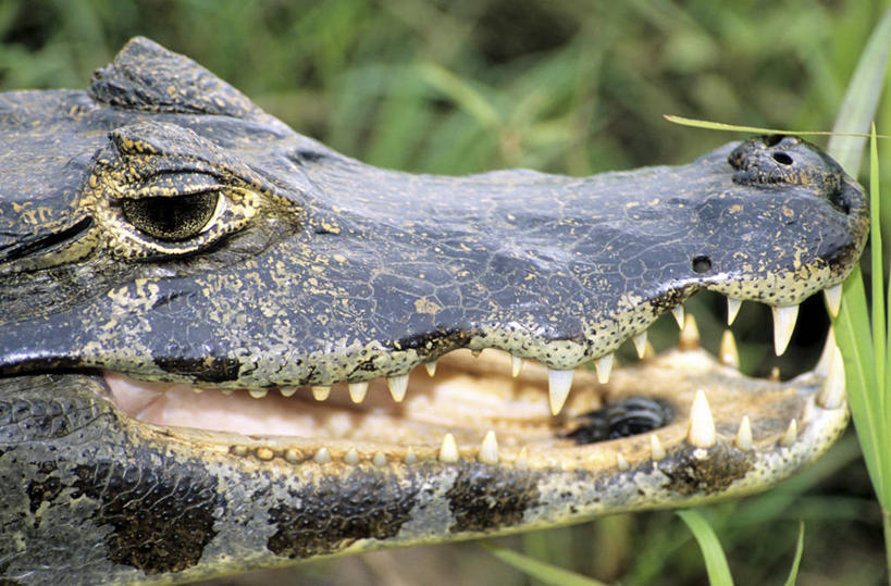 头,无人,横图,室外,特写,白天,侧面,草地,草坪,植物,鳄鱼,野生动物,英国,欧洲,阴影,朦胧,模糊,光线,爬行动物,影子,注视,草,一只,绿色,阳光,动物,观察,看,观看,察看,开曼群岛,西欧,关注,大不列颠,凶猛,凯门鳄,大不列颠及北爱尔兰联合王国,凯门群岛,开曼岛,宽吻凯门鳄,残暴,凶残,头部,半身,彩图,大不列颠王国,大英帝国,联合王国,日不落帝国