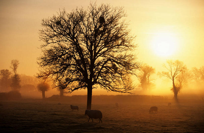 无人,横图,室外,白天,正面,旅游,度假,草地,草坪,美景,日落,太阳,植物,法国,欧洲,朦胧,模糊,景观,晚霞,霞光,落日,背光,娱乐,草,树,树木,绿色,自然,黄昏,享受,休闲,景色,彩霞,放松,生长,成长,西欧,法兰西,自然风光,逆光,法兰西共和国,法兰西第五共和国,夕照,薄暮,奥弗涅,奥弗涅大区,夕阳,彩图,傍晚,阿列省,蒙吕松区,圣博内特龙赛,斜阳