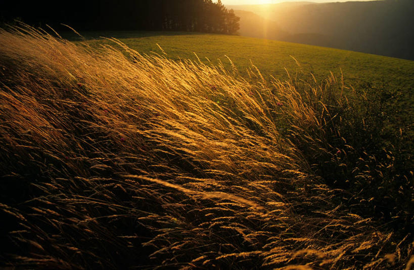 无人,横图,俯视,室外,白天,旅游,度假,草地,草坪,美景,日落,植物,法国,欧洲,朦胧,模糊,景观,晚霞,霞光,落日,芒草,娱乐,草,树,树木,绿色,自然,黄昏,享受,休闲,景色,彩霞,放松,生长,成长,西欧,法兰西,自然风光,五节芒,法兰西共和国,法兰西第五共和国,夕照,薄暮,南部.比利牛斯,阿韦龙省,南部.比利牛斯大区,管草,管芒,寒芒,夕阳,彩图,高角度拍摄,傍晚,斜阳