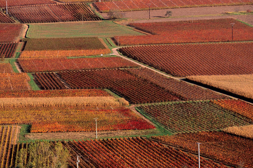 无人,果园,横图,俯视,室外,白天,旅游,度假,草地,草坪,美景,田园,植物,道路,路,法国,欧洲,阴影,光线,影子,景观,泥土,土壤,小路,褐色,交通,娱乐,葡萄园,草,红色,绿色,阳光,自然,庄园,享受,休闲,景色,放松,西欧,法兰西,自然风光,法兰西共和国,法兰西第五共和国,南部.比利牛斯,洛特省,南部.比利牛斯大区,彩图,高角度拍摄,卡奥尔区,皮伊莱韦屈埃