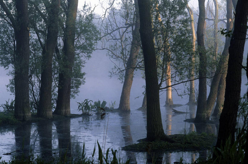 无人,横图,室外,白天,正面,旅游,度假,草地,草坪,美景,植物,雾,法国,欧洲,阴影,朦胧,模糊,光线,影子,池塘,景观,水池,娱乐,草,树,树木,绿色,阳光,自然,享受,休闲,景色,放松,生长,成长,迷雾,西欧,法兰西,自然风光,法兰西共和国,法兰西第五共和国,北部.加来海峡,北部.加来海峡大区,诺尔.加莱大区,诺尔省,大雾,彩图,弗勒坦,里尔区