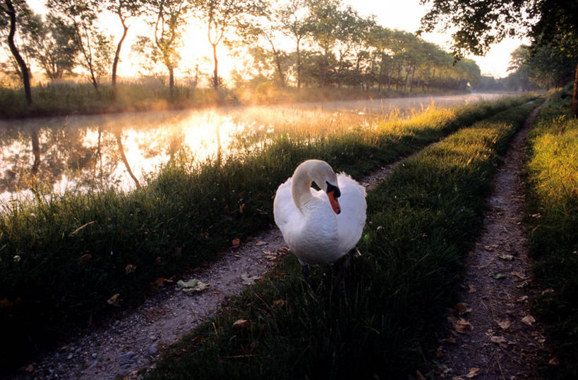 无人,站,横图,室外,白天,正面,旅游,度假,草地,草坪,河流,美景,日落,水,植物,道路,路,鸟,野生动物,天鹅,法国,欧洲,鸟类,河水,景观,水流,晚霞,霞光,落日,小路,交通,扭头,注视,娱乐,草,树,树木,一只,绿色,倒影,自然,黄昏,动物,湖水,观察,看,站着,转头,享受,休闲,景色,彩霞,放松,可爱,生长,成长,观看,察看,倒映,西欧,关注,法兰西,自然风光,法兰西共和国,法兰西第五共和国,夕照,反照,薄暮,朗格多克.鲁西永,朗格多克.鲁西永大区,奥德省,夕阳,鹄,站立,彩图,全身,傍晚,朗格多克运河,米迪运河,南运河,双海运河,斜阳
