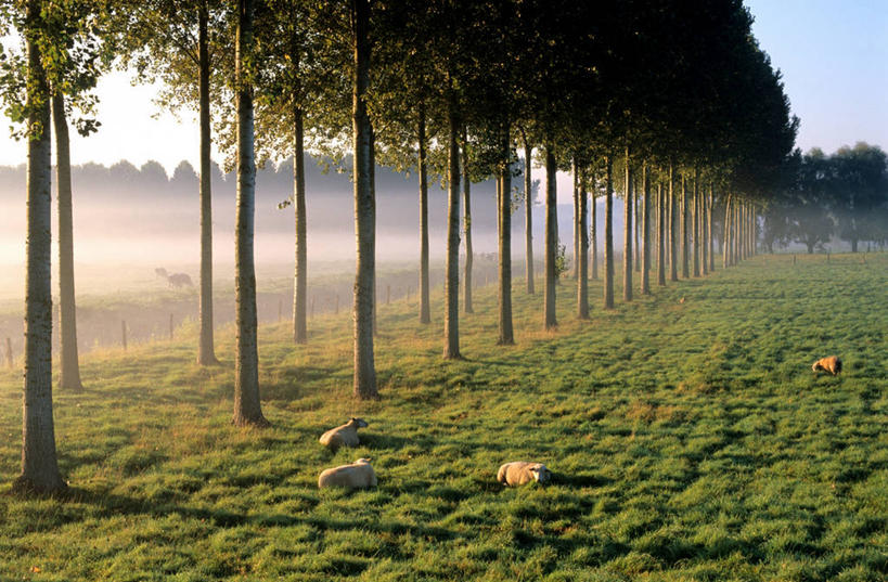 无人,站,横图,俯视,室外,白天,旅游,度假,草地,草坪,美景,植物,羊,法国,欧洲,一排,许多,阴影,整齐,并列,并排,光线,影子,景观,很多,娱乐,草,树,树木,排列,一只,蓝色,绿色,蓝天,天空,阳光,自然,动物,天,站着,享受,休闲,家畜,景色,放松,牲畜,生长,晴朗,成长,西欧,队列,法兰西,自然风光,平行,万里无云,法兰西共和国,法兰西第五共和国,下诺曼底,下诺曼底大区,卡尔瓦多斯省,晴空,晴空万里,绵羊,站立,彩图,高角度拍摄,全身,卡昂区,特罗阿尔恩