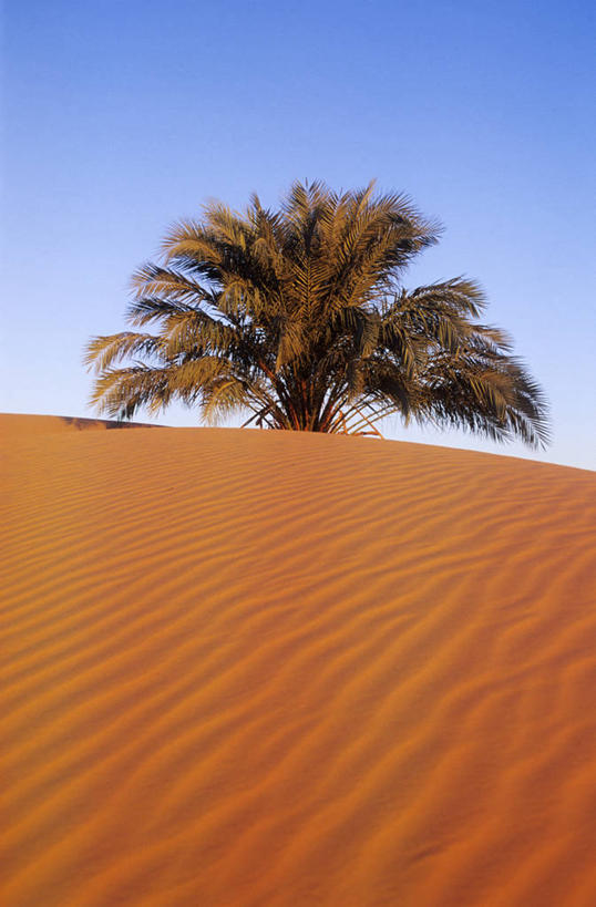 无人,竖图,室外,白天,仰视,美景,沙漠,植物,棕榈树,叶子,非洲,毛里塔尼亚,一棵,阴影,光线,影子,景观,褐色,绿叶,树,树木,蓝色,绿色,蓝天,天空,阳光,自然,天,嫩叶,景色,生长,晴朗,成长,自然风光,棕榈叶,万里无云,阿非利加洲,毛里塔尼亚共和国,西非,叶,叶片,大漠,砂漠,晴空,晴空万里,棕树,棕榈,彩图,低角度拍摄,阿德拉尔省