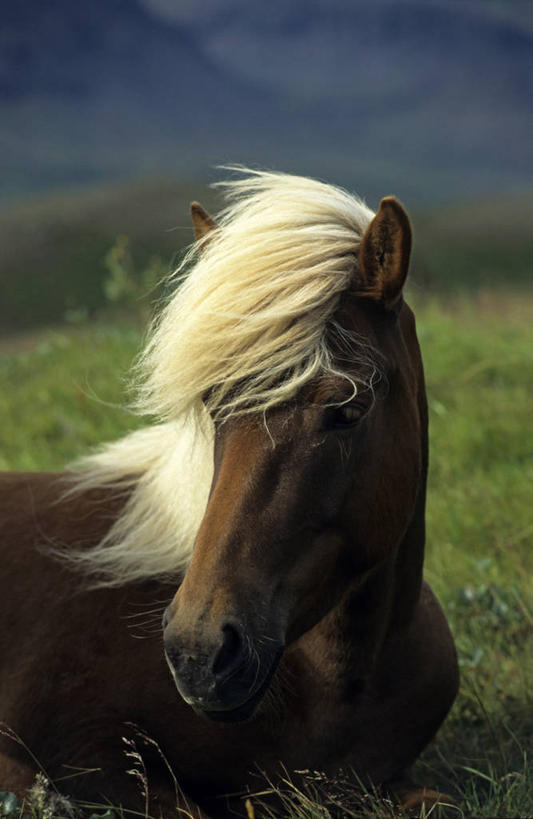 头,无人,站,竖图,室外,特写,白天,正面,草地,草坪,美景,植物,马,野生动物,欧洲,冰岛,阴影,朦胧,模糊,光线,影子,景观,扭头,注视,草,一只,绿色,阳光,自然,动物,观察,看,站着,转头,景色,运输,牲畜,观看,察看,关注,自然风光,北欧,冰岛共和国,冰岛马,头部,站立,半身,彩图