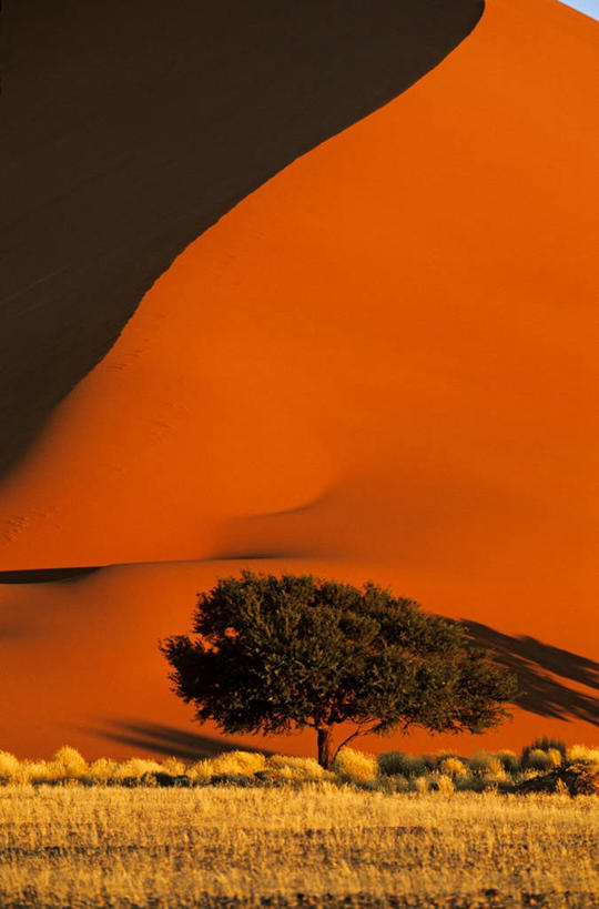 无人,公园,竖图,室外,白天,正面,旅游,度假,快乐,建材,美景,植物,建筑,非洲,纳米比亚,阴影,枯萎,光线,材料,沙子,影子,景观,沙,褐色,枯草,娱乐,草,树,树木,黄色,绿色,阳光,自然,享受,休闲,景色,放松,建造,生长,成长,砂,矿产,国家公园,自然风光,金合欢,鸭皂树,稍纵即逝,纳米比亚共和国,金合欢树,纳米布.诺克卢福国家公园,彩图