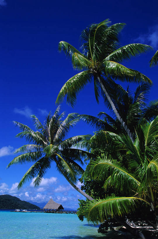 无人,竖图,室外,白天,仰视,旅游,度假,海浪,海洋,美景,植物,棕榈树,叶子,阴影,光线,影子,景观,浪花,云,云朵,绿叶,云彩,娱乐,树,树木,蓝色,绿色,白云,蓝天,天空,阳光,自然,海水,天,享受,休闲,嫩叶,景色,南美,放松,生长,晴朗,成长,南美洲,西印度群岛,拉丁美洲,自然风光,美洲,海景,棕榈叶,亚美利加洲,南亚美利加洲,背风群岛,叶,叶片,大海,风浪,海,海水的波动,近岸浪,涌浪,晴空,棕树,棕榈,彩图,低角度拍摄,塔哈岛