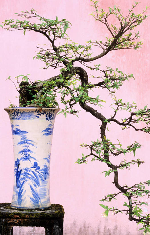 无人,竖图,室内,特写,白天,正面,植物,越南,亚洲,阴影,反射,盆栽,影子,墙,枝条,盆景,架子,墙壁,墙面,树枝,一个,粉色,绿色,自然,东南亚,生长,单个,成长,支撑,固定,越南社会主义共和国,省会,虬枝,枝杈,承天顺化省,平治天省,彩图,顺化