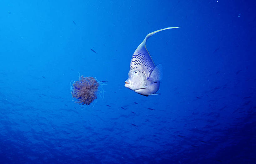 游泳,无人,横图,室外,白天,正面,旅游,度假,海底,水下,海浪,海洋,美景,城市,海蜇,热带鱼,神仙鱼,非洲,埃及,阴影,反射,鱼,影子,景观,浪花,水底,娱乐,鱼类,海洋生物,一只,蓝色,自然,海水,动物,享受,休闲,景色,放松,海底世界,腔肠动物,自然风光,水生动物,水生物,海景,海底动物,阿拉伯埃及共和国,金字塔之国,棉花之国,观赏鱼,泅水,阿非利加洲,红海,红海省,拍浮,大海,风浪,海,海床,海水的波动,近岸浪,涌浪,燕鱼,彩图,全身,高鳍鱼