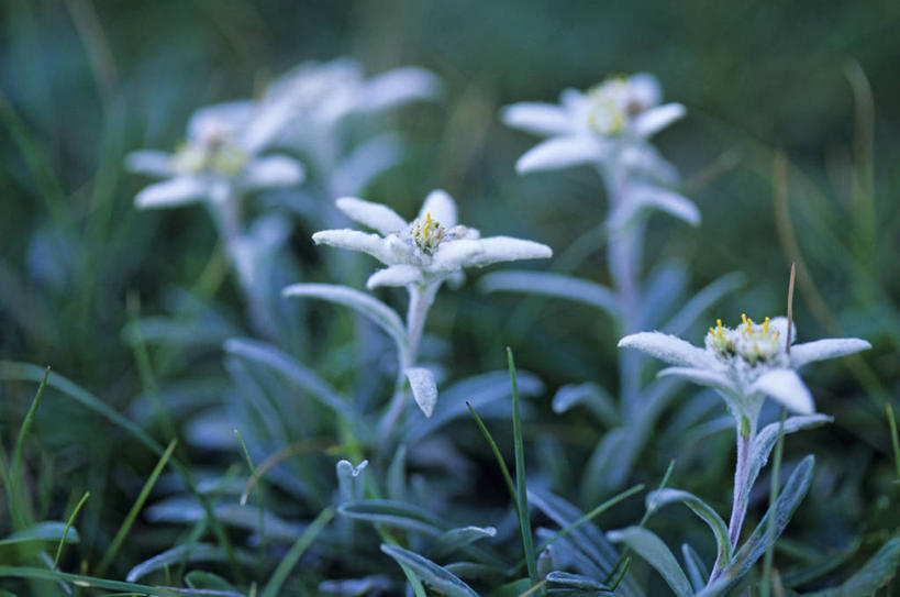 无人,横图,室外,特写,白天,正面,友谊,美景,叶子,法国,欧洲,朦胧,模糊,盛开,景观,绿叶,花蕾,花,花瓣,花朵,鲜花,白色,自然,花苞,花蕊,嫩叶,景色,西欧,法兰西,自然风光,荣誉,法兰西共和国,法兰西第五共和国,勇敢,火绒草,雪绒花,薄雪草,老头草,叶,叶片,彩图,德龙省,罗讷.阿尔卑斯,罗讷.阿尔卑斯大区