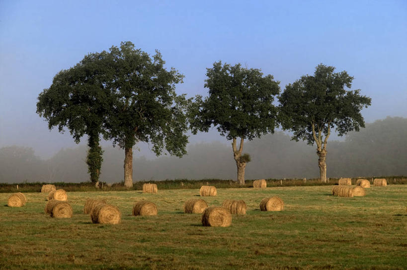 无人,横图,室外,白天,正面,旅游,度假,草地,草坪,美景,植物,法国,欧洲,阴影,光线,影子,景观,干草,娱乐,草,树,树木,蓝色,绿色,蓝天,天空,阳光,自然,草垛,天,享受,休闲,景色,放松,生长,晴朗,成长,勃艮第,西欧,法兰西,自然风光,万里无云,法兰西共和国,法兰西第五共和国,勃艮第大区,干草垛,涅夫勒省,晴空,晴空万里,彩图,讷韦尔