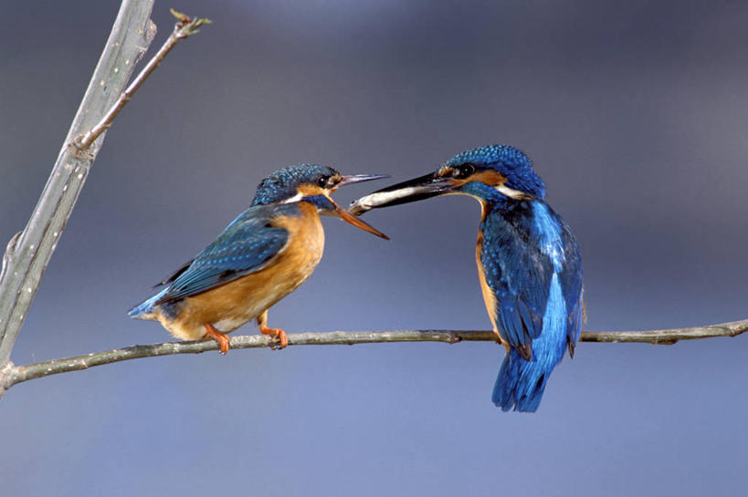 无人,站,横图,室外,白天,侧面,美景,翠鸟,鸟,法国,欧洲,咬,朦胧,模糊,鸟类,景观,枝条,注视,树枝,蓝色,自然,观察,看,站着,张嘴,两只,景色,观看,咬着,察看,西欧,关注,法兰西,自然风光,张大嘴巴,法兰西共和国,卢瓦尔河地区,法兰西第五共和国,虬枝,枝杈,卢瓦尔,卢瓦尔大区,卢瓦尔河大区,曼恩.卢瓦尔省,普通翠鸟,张开嘴,鱼虎,鱼狗,秦椒嘴,大翠鸟,站立,彩图,全身