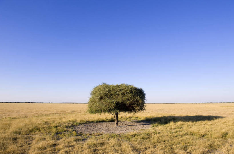 无人,横图,室外,白天,正面,旅游,度假,草地,草坪,美景,沙漠,植物,非洲,博茨瓦纳,一棵,阴影,光线,影子,景观,娱乐,草,树,树木,蓝色,绿色,蓝天,天空,阳光,自然,天,享受,休闲,景色,放松,生长,晴朗,成长,自然风光,万里无云,喀拉哈里沙漠,波札那,博茨瓦纳共和国,卡拉哈里沙漠,大漠,砂漠,晴空,晴空万里,彩图