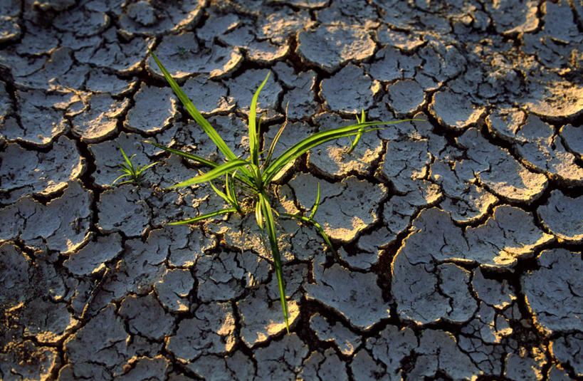 无人,横图,俯视,室外,特写,白天,草地,植物,叶子,法国,欧洲,阴影,光线,影子,泥土,土壤,绿叶,自然灾害,草,绿色,阳光,嫩叶,干旱,西欧,法兰西,灾难,法兰西共和国,法兰西第五共和国,劫难,磨难,灾祸,安德尔.卢瓦尔省,中央大区,叶,叶片,彩图,高角度拍摄,灾害