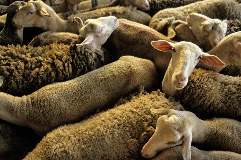 无人,农场,站,横图,俯视,室外,白天,畜牧业,牧场,羊,法国,欧洲,一群,许多,阴影,光线,影子,很多,注视,阳光,动物,观察,看,站着,家畜,牲畜,观看,察看,西欧,关注,法兰西,畜牧,法兰西共和国,牧业,法兰西第五共和国,南部.比利牛斯,阿韦龙省,南部.比利牛斯大区,绵羊,站立,半身,彩图,高角度拍摄