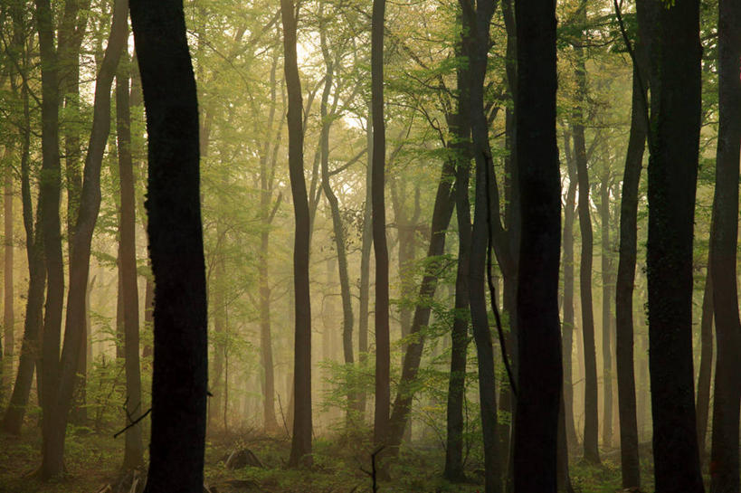 无人,横图,室外,白天,正面,旅游,度假,美景,森林,树林,植物,雾,叶子,法国,欧洲,朦胧,模糊,景观,绿叶,树桩,娱乐,树,树干,树木,绿色,自然,享受,休闲,嫩叶,木桩,景色,放松,生长,成长,迷雾,西欧,法兰西,自然风光,橡树,法兰西共和国,法兰西第五共和国,奥弗涅,奥弗涅大区,沼生橡树,叶,叶片,大雾,彩图,阿列省