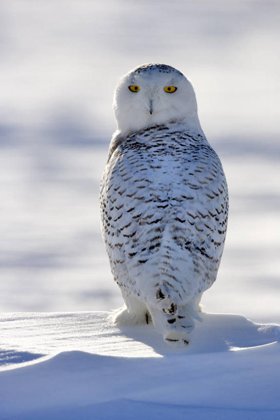 无人,站,竖图,室外,白天,正面,美景,雪,大雪,鸟,野生动物,加拿大,阴影,朦胧,模糊,光线,鸟类,影子,积雪,景观,雪景,冬季,冬天,注视,一只,阳光,自然,动物,观察,看,站着,景色,寒冷,观看,察看,北美,北美洲,关注,自然风光,美洲,凶猛,雪鸮,雪枭,北亚美利加洲,亚美利加洲,严寒,白鸮,白夜猫子,雪猫头鹰,魁北克省,怪鸱,鸺鸱,残暴,凶残,鸮,枭,站立,彩图,全身,古壁省,魁省,鸱鸮,鸮角鸱