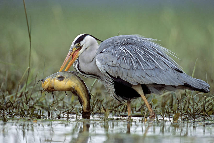 无人,站,横图,室外,白天,侧面,草地,草坪,美景,植物,鸟,法国,欧洲,咬,朦胧,模糊,苍鹭,鸟类,鱼,景观,注视,鱼类,草,绿色,自然,观察,看,站着,两只,景色,观看,沼泽,咬着,察看,西欧,关注,法兰西,自然风光,法兰西共和国,卢瓦尔河地区,法兰西第五共和国,灰鹳,卢瓦尔,卢瓦尔大区,卢瓦尔河大区,曼恩.卢瓦尔省,站立,彩图,全身