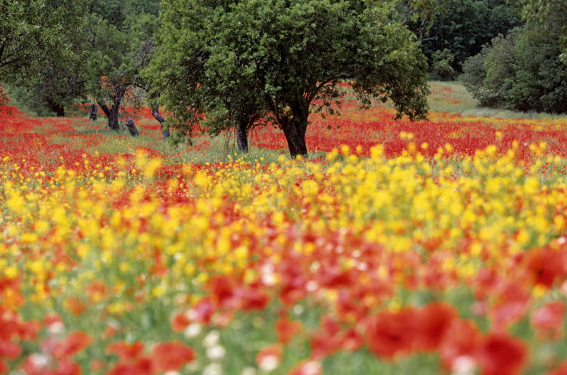 无人,横图,室外,白天,正面,旅游,度假,草地,草坪,花海,花圃,美景,植物,罂粟,叶子,法国,欧洲,阴影,朦胧,模糊,盛开,光线,影子,景观,草药,花蕾,娱乐,中药,草,花,花瓣,花朵,花卉,鲜花,树,树木,黄色,红色,绿色,阳光,自然,花丛,花束,花田,花苞,花蕊,享受,休闲,景色,放松,生长,成长,毒品,西欧,法兰西,自然风光,药材,中草药,艾克斯,中药材,本草,法兰西共和国,止痛,镇静,安眠,法兰西第五共和国,普罗旺斯.阿尔卑斯.蓝色海岸,普罗旺斯.阿尔卑斯.蓝色海岸大区,罗讷河口省,罗讷河口,罂粟花,米囊花,彩图,普罗旺斯地区艾克斯