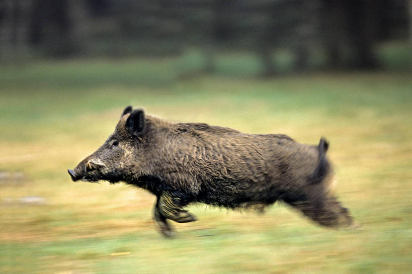 无人,横图,室外,白天,侧面,草地,草坪,美景,植物,野生动物,猪,法国,欧洲,一头,奔驰,朦胧,模糊,野猪,景观,注视,草,树,树木,绿色,自然,动物,奔跑,观察,看,景色,生长,成长,观看,察看,西欧,关注,法兰西,自然风光,凶猛,法兰西共和国,卢瓦尔河地区,法兰西第五共和国,山猪,卢瓦尔,卢瓦尔大区,卢瓦尔河大区,曼恩.卢瓦尔省,残暴,凶残,彩图,全身