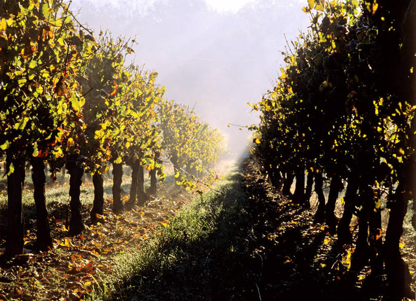 无人,果园,横图,室外,白天,正面,美景,田园,葡萄,水果,叶子,法国,欧洲,吊挂,悬挂,阴影,朦胧,模糊,新鲜,光线,影子,景观,生食,食品,果实,绿叶,挂,葡萄园,食物,天空,阳光,自然,庄园,天,嫩叶,景色,有机食品,绿色食品,西欧,法兰西,自然风光,法兰西共和国,卢瓦尔河地区,法兰西第五共和国,卢瓦尔,卢瓦尔大区,卢瓦尔河大区,索米尔,曼恩.卢瓦尔省,叶,叶片,山葫芦,蒲桃,草龙珠,彩图,索米尔区