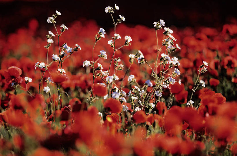 无人,横图,室外,白天,正面,花海,花圃,美景,植物,罂粟,叶子,法国,欧洲,阴影,朦胧,模糊,盛开,光线,影子,景观,草药,花蕾,中药,花,花瓣,花朵,花卉,鲜花,红色,绿色,阳光,自然,花丛,花束,花田,花苞,花蕊,景色,毒品,西欧,沃克吕兹省,法兰西,自然风光,药材,中草药,中药材,本草,法兰西共和国,止痛,镇静,安眠,红罂粟,法兰西第五共和国,普罗旺斯.阿尔卑斯.蓝色海岸,普罗旺斯.阿尔卑斯.蓝色海岸大区,罂粟花,米囊花,彩图,吕贝隆山区