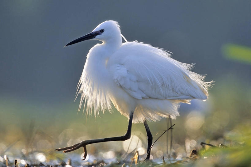 无人,走,横图,室外,白天,侧面,草地,草坪,美景,植物,白鹭,鸟,法国,欧洲,阴影,朦胧,模糊,光线,鸟类,影子,景观,注视,草,一只,绿色,白色,阳光,自然,观察,看,景色,观看,察看,西欧,关注,法兰西,自然风光,法兰西共和国,卢瓦尔河地区,法兰西第五共和国,小白鹭,雪鹭,卢瓦尔,卢瓦尔大区,卢瓦尔河大区,曼恩.卢瓦尔省,步行,散步,走路,彩图,全身