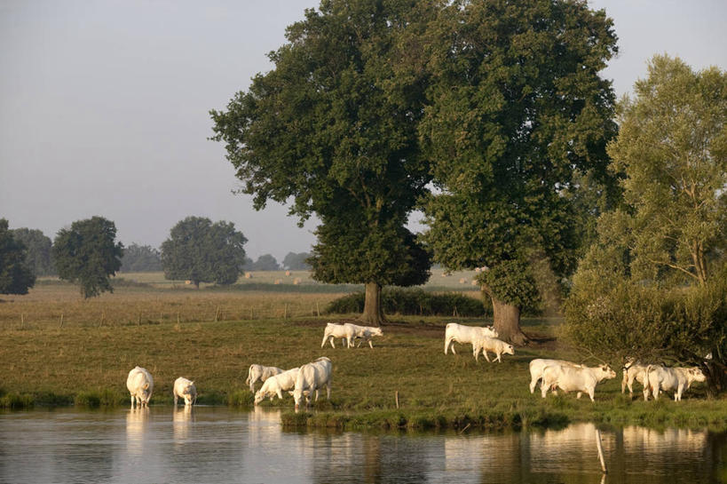 无人,站,横图,室外,白天,侧面,旅游,度假,草地,草坪,河流,美景,水,植物,牛,法国,欧洲,一群,许多,波纹,河水,景观,水流,涟漪,很多,娱乐,草,树,树木,蓝色,绿色,倒影,蓝天,水纹,天空,自然,动物,波浪,天,站着,享受,休闲,家畜,景色,放松,牲畜,生长,晴朗,成长,倒映,西欧,法兰西,自然风光,万里无云,法兰西共和国,水晕,法兰西第五共和国,反照,奥弗涅,奥弗涅大区,肉牛,肉用牛,夏洛来牛,夏洛莱牛,晴空,晴空万里,站立,彩图,全身,阿列省,梅拉尔