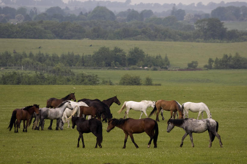 无人,站,横图,室外,白天,侧面,旅游,度假,草地,草坪,美景,树林,植物,马,野生动物,爱尔兰,欧洲,一群,许多,景观,很多,娱乐,草,树,树木,绿色,自然,动物,站着,享受,休闲,景色,放松,运输,牲畜,生长,成长,西欧,自然风光,爱尔兰共和国,康诺特省,高威郡,戈尔韦郡,站立,彩图,全身
